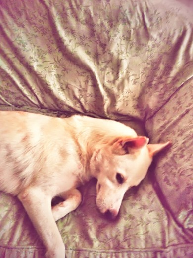 Samantha  durmiendo
